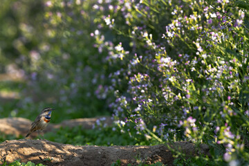 Bluethroat  near wild Radish flowers at Buri farm, Bahrain