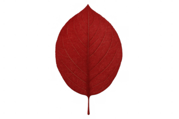 Red leaf presenting autumnal foliage, natural pattern, and biological structure, ready for seasonal design