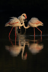 Greater Flamingos in the morning at Tubli bay, Bahrain