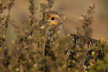 Closeup of a Grey francolin in bush at Hamala, Bahrain