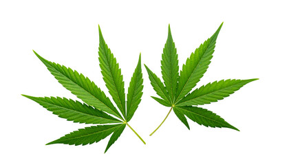 Two variations of cannabis leaves isolated on transparent background