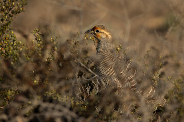 Grey francolin in bush at Hamala, Bahrain