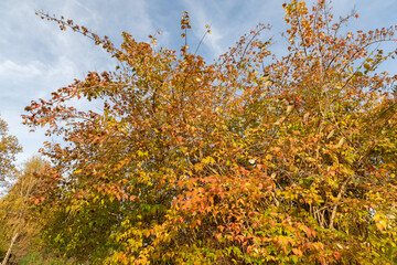Beauty bush or Kolkwitzia Amabilis plant in Saint Gallen in Switzerland 29.10.2025