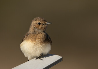 Portrait of a Pied wheatear at Buri farm, Bahrain