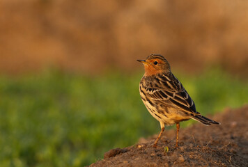 Portrait of a Red throated pipit at Buri farm, Bahrain