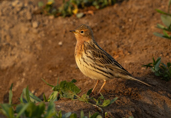 Portrait of a Red throated pipit at Buri farm, Bahrain