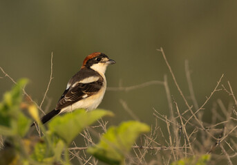 Portrait of a Woodchat shrike perched on bush at Buri, Bahrain