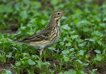Closeup of a Tree pipit perched on ground at Buri farm, Bahrain