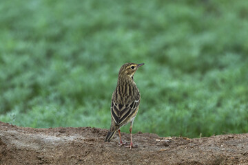 Tree pipit on green at Buri farm, Bahrain
