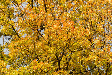 Montpellier maple or Acer Monspessulanum plant in Saint Gallen in Switzerland 29.10.2025