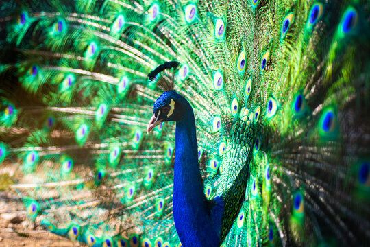 Peafowl portrait in nature. Peacock tail background. Peacock feathers texture. Exotic bird. Vibrant wildlife with peacock. Tropical peacock with bright feathers. - Powered by Adobe