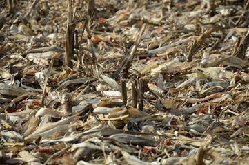 field of corn after harvest with remains of leaves and husks