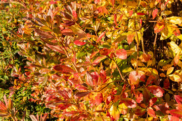 Dwarf azalea or Rhododendron Atlanticum plant in Saint Gallen in Switzerland 29.10.2025