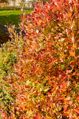 Dwarf azalea or Rhododendron Atlanticum plant in Saint Gallen in Switzerland 29.10.2025