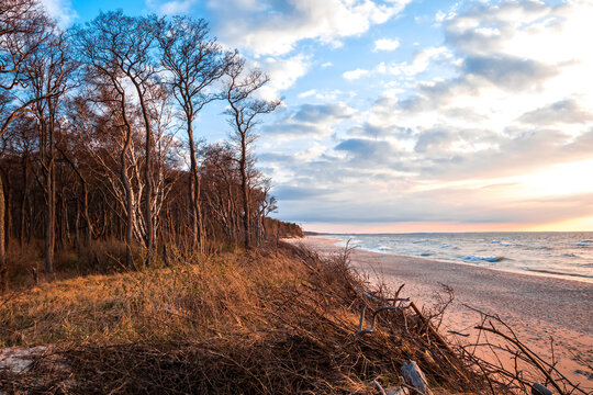 A tranquil coastal sunset landscape featuring a sandy beach, driftwood, and a line of bare trees along the edge. Soft sunset light washes the scene in warm tones, with gentle waves and a blue sky.