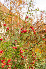Mrs Wilson barberry or Berberis Parvifolia plant in Saint Gallen in Switzerland 29.10.2025