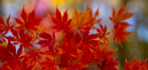 Maple leaves in autumn forest. Autumn fall background. Autumn foliage. Beautiful fall leaves. Red maple branches against blurred background. Autumn fall by golden nature. Fall nature colors.