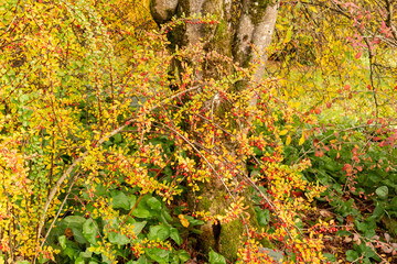 Japanese barberry or Berberis Thunbergii plant in Saint Gallen in Switzerland 29.10.2025