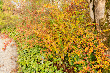 Japanese barberry or Berberis Thunbergii plant in Saint Gallen in Switzerland 29.10.2025