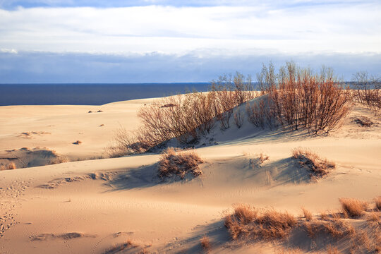 Golden sand dunes stretch toward a calm sea under a bright blue sky. Sparse shrubs add texture to the landscape, creating a serene coastal scene perfect for travel, nature, outdoor, and vacation theme