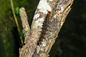 Close Up Hairy Black Caterpillar on Rough Tree Bark