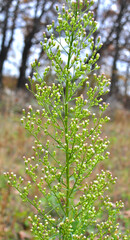 Erigeron canadensis grows in nature