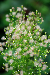 Erigeron canadensis grows in nature