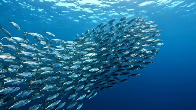 Massive school of fish swimming together in unison through the deep blue ocean, their silver bodies reflecting the sunlight filtering down from the rippling surface of the clear water