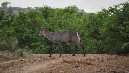 Naklejka premium Female Waterbuck (Kobus ellipsiprymnu) in Zimbabwe