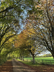 Naklejka premium Autumn trees and country lane, Somerest, England
