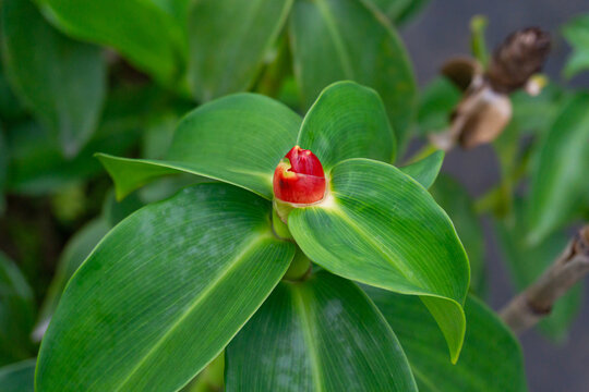 Close Up Red Button Ginger Plants in Garden - Costus Woodsonii