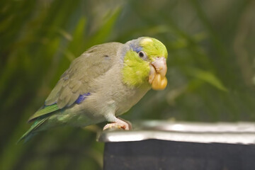 Pacific Parrotlet, Forpus coelestis, at feeder