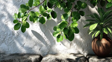 Lush greenery casts shadows on a textured wall
