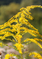 Solidago canadensis blooms in nature