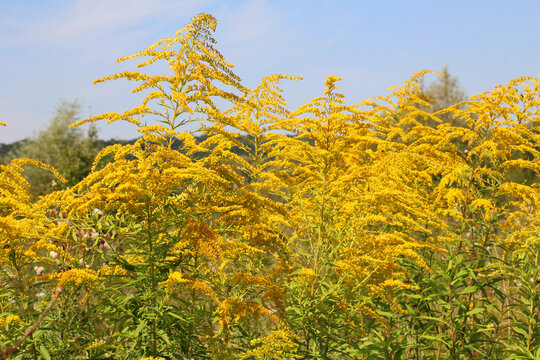Solidago canadensis blooms in nature