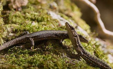 Two wild lizards on mossy rock in natural habitat