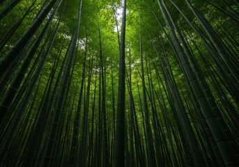 Fototapeta premium A towering, dense forest of vibrant green bamboo stalks reaching high toward the sky, symbolizing nature, rapid growth, and sustainable resources, vibrant, renewable, texture