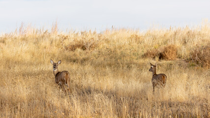 A herd of deer moves silently through the slopes of Colorado’s wilderness.