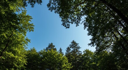 Dramatic view of the lush, dense forest canopy silhouetted against a brilliant blue sky, highlighting the peaceful solitude of the wilderness area ,landscape ,light ,summer