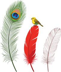 Obraz premium Colorful feathers with perched bird, peacock feather detail, nature diversity concept, artistic wildlife design, tropical theme, vector illustration, decorative elements