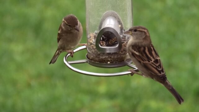 Kampf ums Futter am Vogelhaus, Spatzen, Sperlinge streiten ums Futter, Passer domesticus