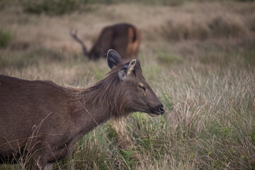 Sambar Rusa unicolor at Horton Plains National Park