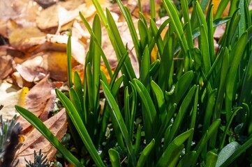 Close-up of vibrant green plant leaves with autumn leaves in the background