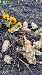  wurzelgemüse, topinambur wird geerntet