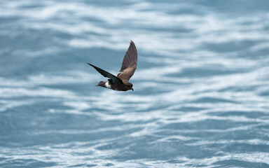 Elliots storm petrel flying above water, Oceanites gracilis in Galapagos