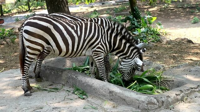 A short close-up video showing two beautiful zebras with bold black and white stripes intently eating green fodder likely corn stalks from a low concrete feeder