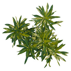 Dracaena reflexa tree plan, top view, cutout, transparent background, isolate, Vibrant green tropical plant foliage with variegated leaves, top view