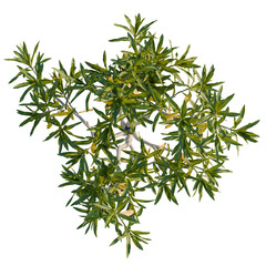 Dracaena reflexa tree plan, top view, cutout, transparent background, isolate, Vibrant green tree canopy viewed from directly above, ideal for design