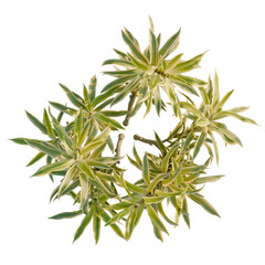 Dracaena reflexa variegata tree plan, top view, cutout, transparent background, isolate, Variegated plant leaves arranged in a circular pattern, fresh vibrant greenery
