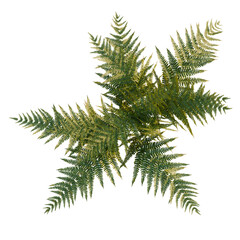 Fototapeta premium Dryopteris erythrosora tree plan, top view, cutout, transparent background, isolate, Vibrant fern fronds unfurling with fresh green vitality, perfect for nature designs